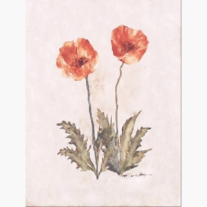 Springtime poppies