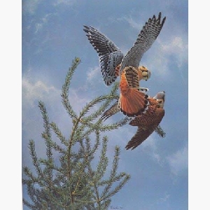 Kestrels Mating